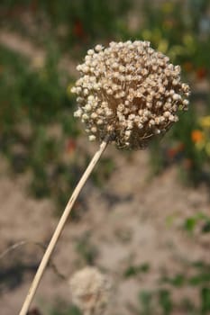 Closeup of unknown plant  on Greek island Skopelos