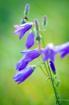 Harebells (Campanula) wild flowers on summer meadow
