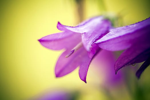 Harebells (Campanula) wild flowers on summer meadow