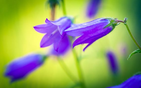 Harebells (Campanula) wild flowers on summer meadow