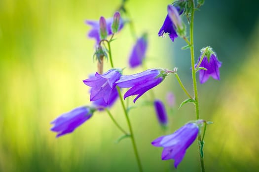 Harebells (Campanula) wild flowers on summer meadow
