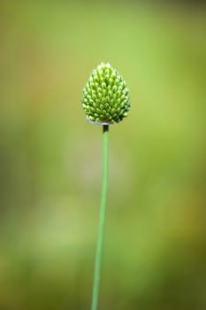 Thistle flower bud