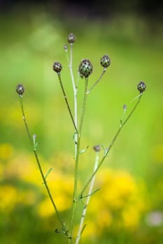 Thistle flower bud