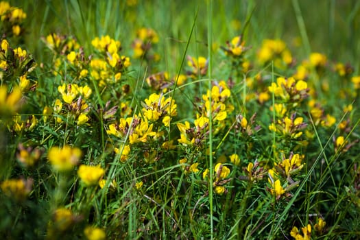 Wild flowers yellow Toadflax (Linaria vulgaris) on a green meadow