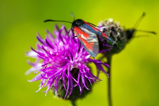 Red butterfly on pinlk Thistle (Carduus Defloratus) on green meadow