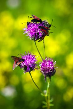 Red butterfly on pinlk Thistle (Carduus Defloratus) on green meadow