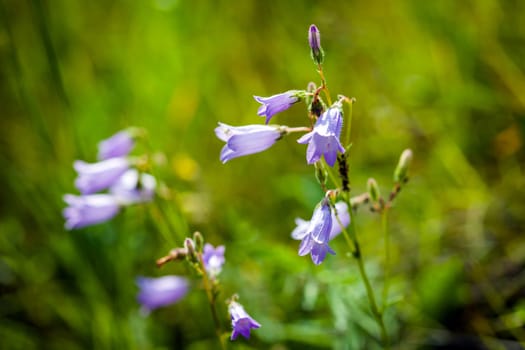 Harebells (Campanula) wild flowers on summer meadow