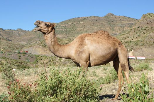 Arabian camel, Ethiopia, Africa