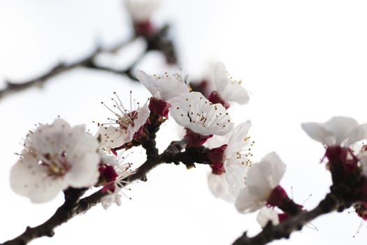 Beautiful pink flower cherry in full bloom on white background