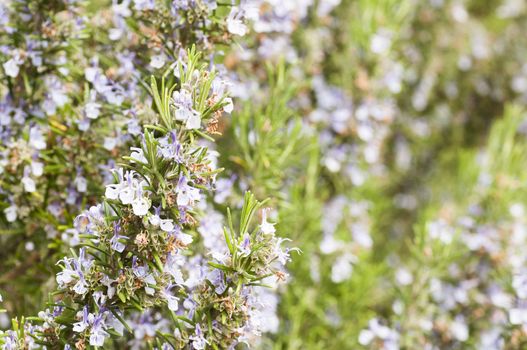 detail of a rosemary bush in bloom