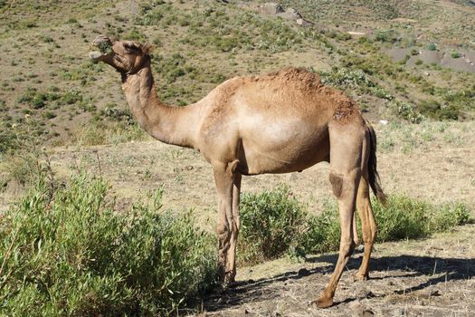Arabian camel, Ethiopia, Africa