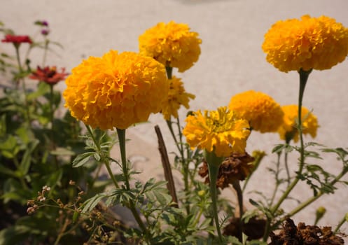 calendula yellow flowers, petal layers, small leaves arranged in a herringbone.                              