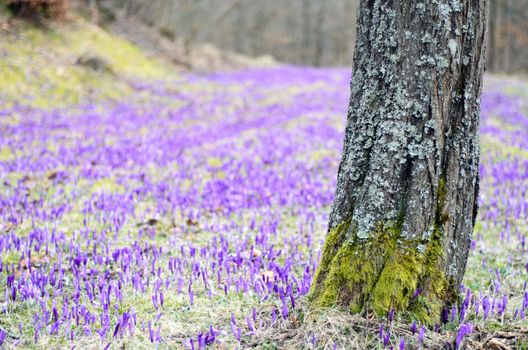 Purple crocus field with patches of green grass behind a mossy tree