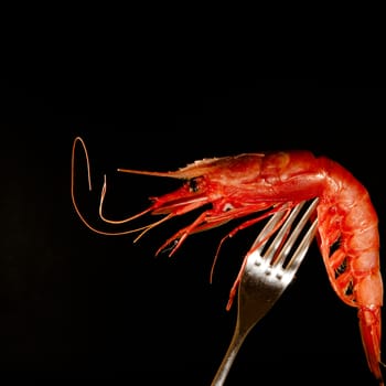 red fresh shrimp on a fork with black background