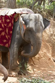 The beautiful Indian elephant with a seat for passengers costs waiting for people.
