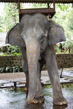 The beautiful Indian elephant with a seat for passengers costs waiting for people.