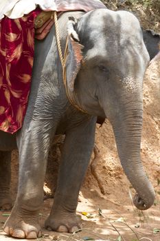 The beautiful Indian elephant with a seat for passengers costs waiting for people.