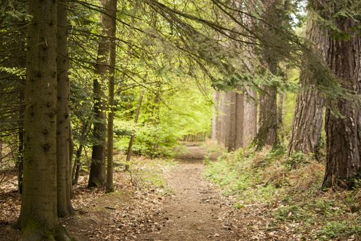 Beautiful English woodland scene with light coming though the trees.