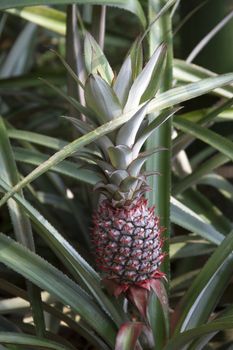 Pineapple tropical fruit growing in a farm Green pineapple grows on a bed. India Goa.