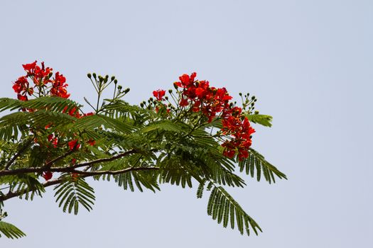 Beautiful red acacia branches. India Goa