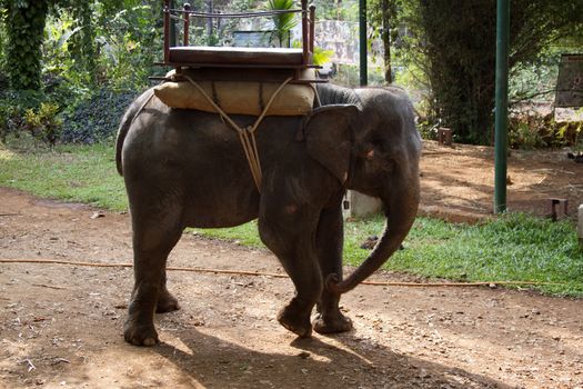 The beautiful Indian elephant with a seat for passengers costs waiting for people.