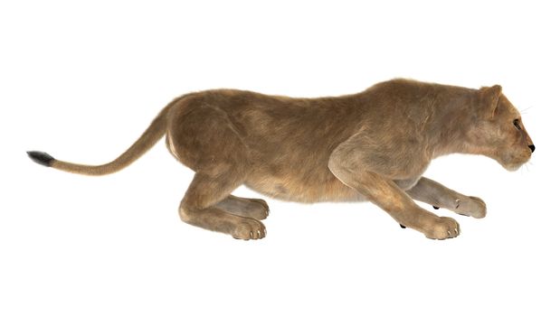 3D digital render of a female lion isolated on white background