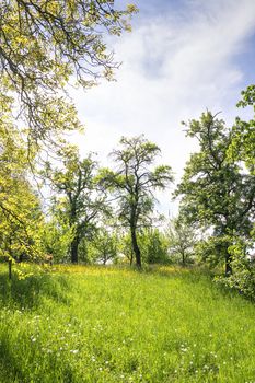 Image of grass and trees on the Michelsberg in Bamberg, Bavaria, Germany