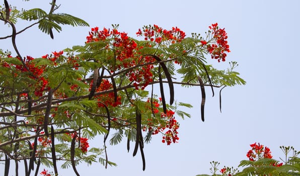 Beautiful red acacia branches. India Goa