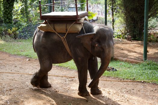 The beautiful Indian elephant with a seat for passengers costs waiting for people.