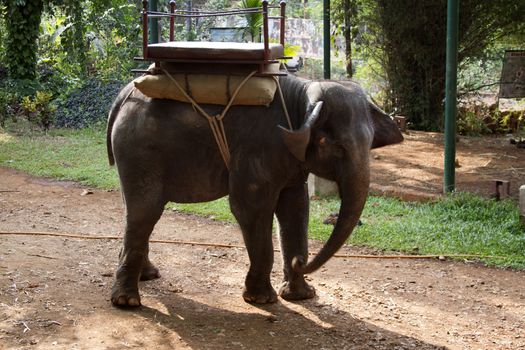 The beautiful Indian elephant with a seat for passengers costs waiting for people.