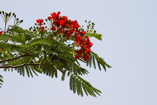 Beautiful red acacia branches. India Goa