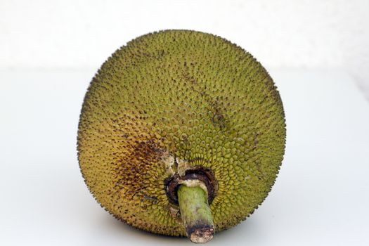 Giant jackfruit of South East Asia India Goa.