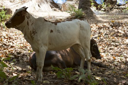 Brown cows lies on the ground. India Goa.