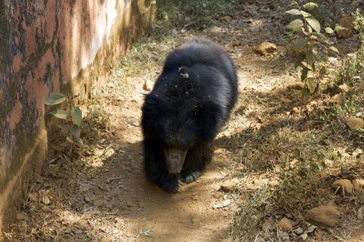 The Indian Himalaya bear runs in a zoo on a track. India Goa.