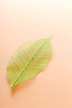 Texture, details. Leaf on the table