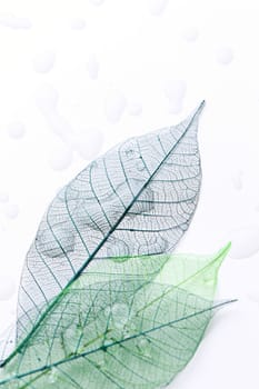 Texture, details. Leaf on the table