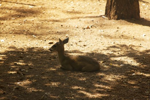 The young beautiful roe in the jungle of India. India Goa. Sika deer in jungls of India Goa.