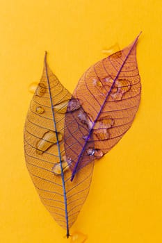 Texture, details. Leaf on the table