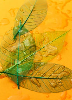 Texture, details. Leaf on the table