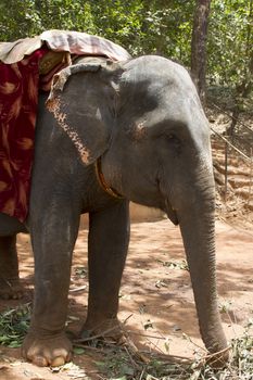 The beautiful Indian elephant with a seat for passengers costs waiting for people.