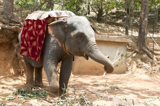 The beautiful Indian elephant with a seat for passengers costs waiting for people.