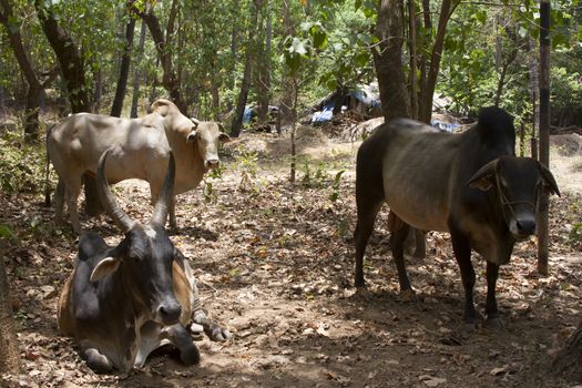 Brown cows lies on the ground. India Goa.