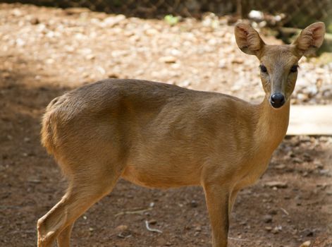 The young beautiful roe in the jungle of India. India Goa. Sika deer in jungls of India Goa.