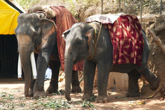 Two beautiful Indian costs an elephant with a seat for passengers waiting for people.