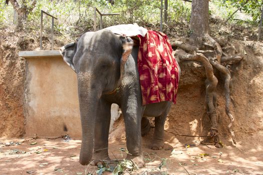 The beautiful Indian elephant with a seat for passengers costs waiting for people.