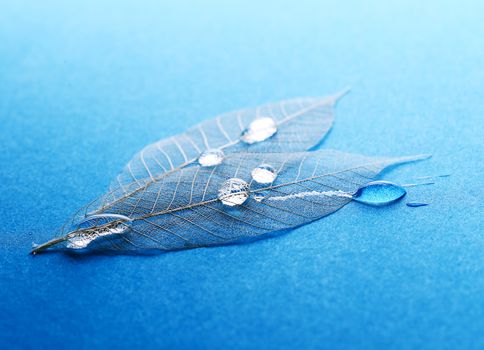 Texture, details. Leaf on the table