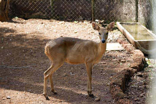 The young beautiful roe in the jungle of India. India Goa. Sika deer in jungls of India Goa.