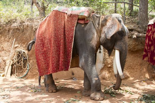 The beautiful Indian elephant with a seat for passengers costs waiting for people.