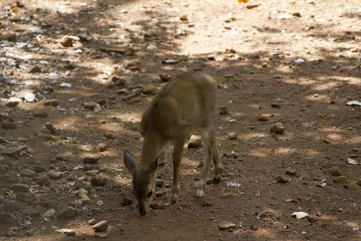 The young beautiful roe in the jungle of India. India Goa. Sika deer in jungls of India Goa.