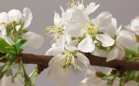 The balmy breath of spring: a branch with lots of white flowers close-up